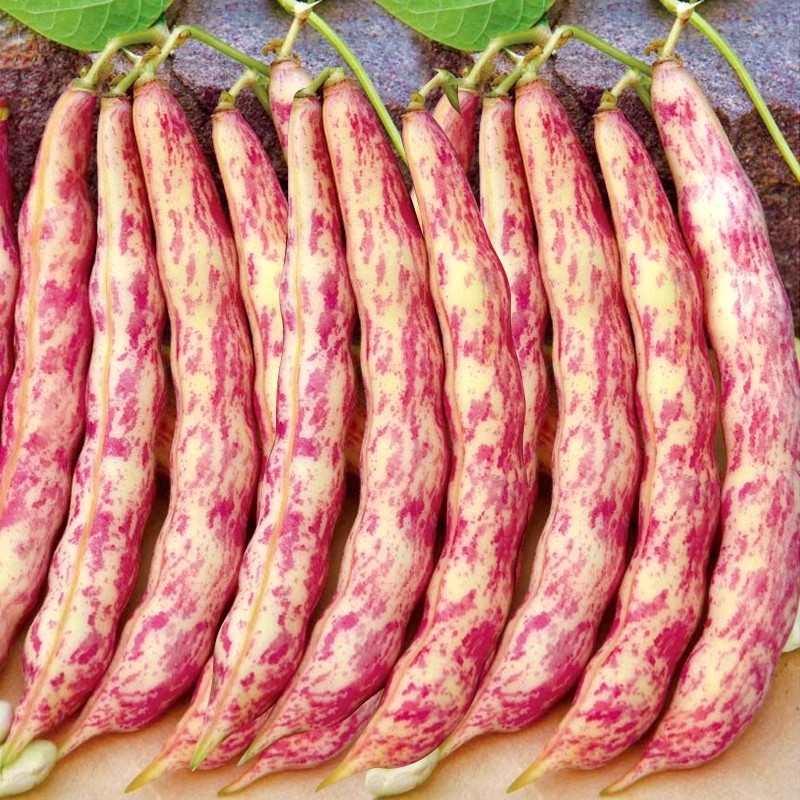 东北红金勾钩豆角种子高产抗病