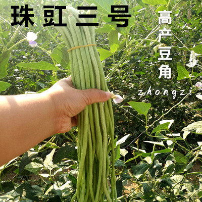 珠豇三号豇豆种籽孑春季油白豆角子种子白条特长秋季蔬菜苗孑豆角