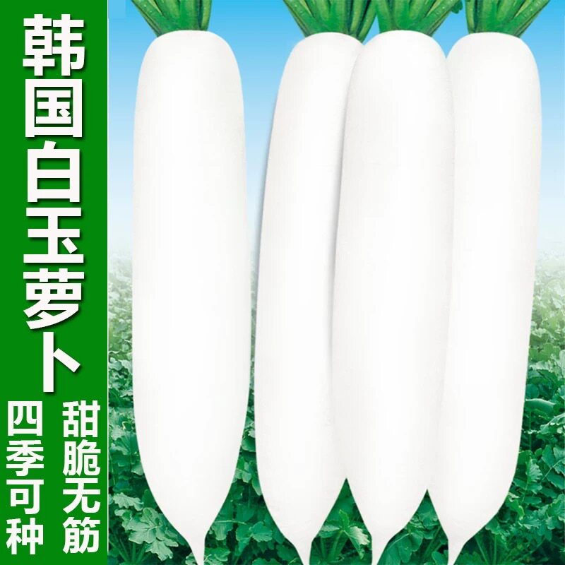 韩国白玉萝卜早熟不糠心耐寒甜脆