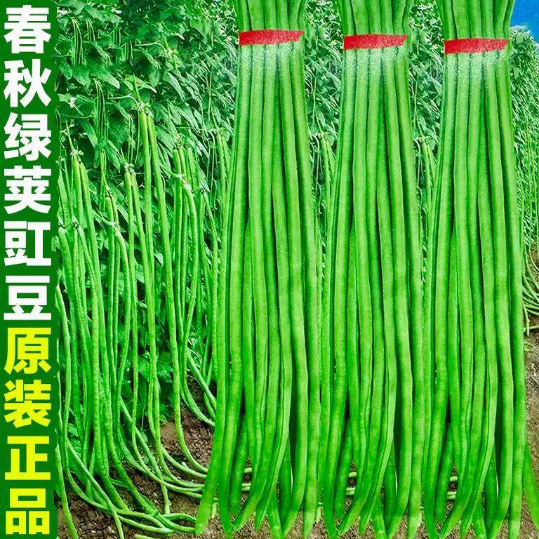 春秋绿条豇豆耐热不鼓籽摘不败绿先锋特长江豆豇豆角种籽蔬菜种子