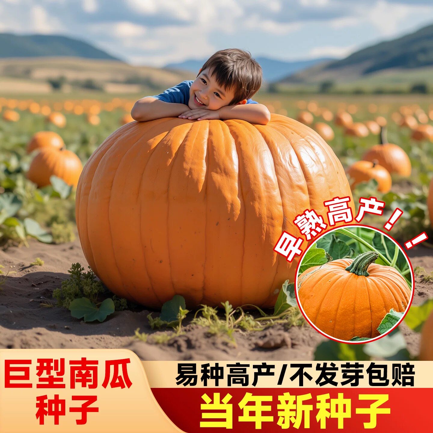 巨型南瓜种籽观赏南瓜美国特大南瓜种子蔬菜种春播瓜果种子蔬菜种