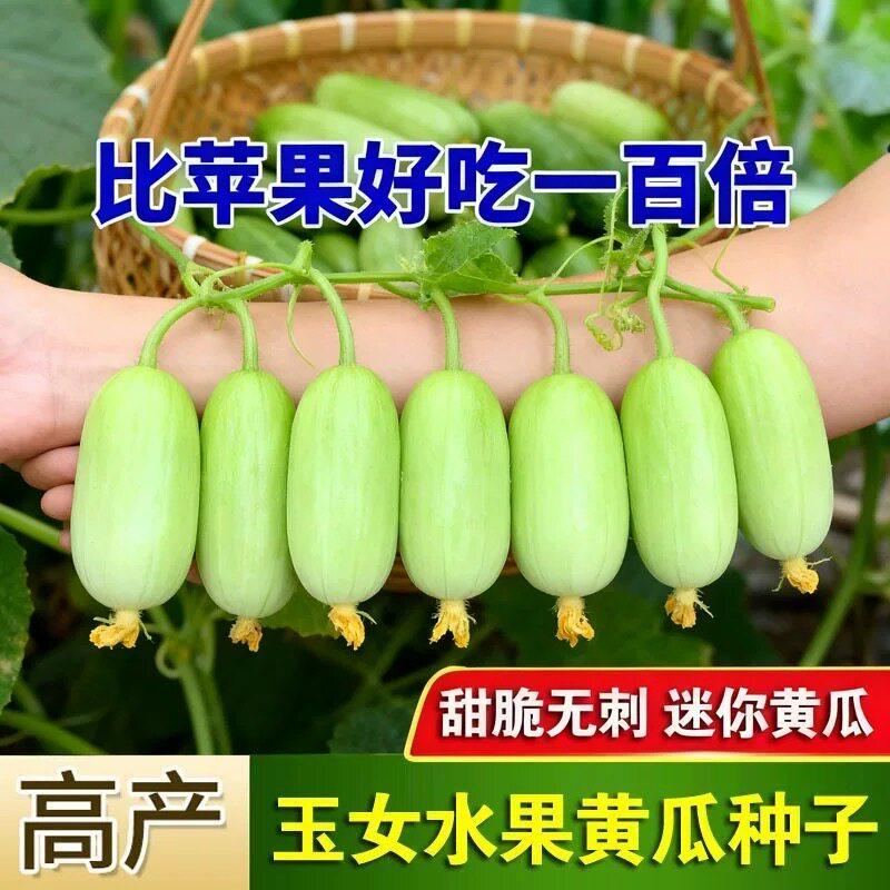 玉女水果黄瓜种子生吃脆甜无渣