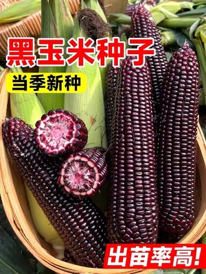 珍珠糯8号黑玉米超甜水果玉米