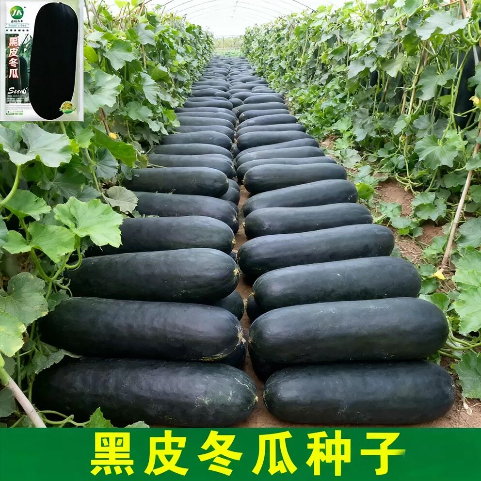 黑皮冬瓜种高产农家庭院冬瓜抗病