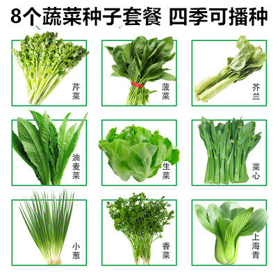 套餐大全秋冬季阳台盆栽种籽