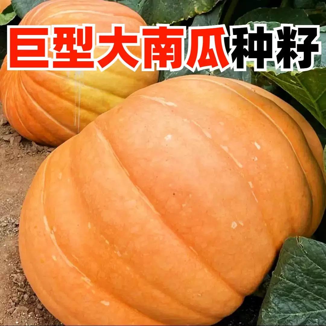 美国巨型南瓜种孑高产特大大南瓜种籽大全奶油香芋贝贝南瓜种子