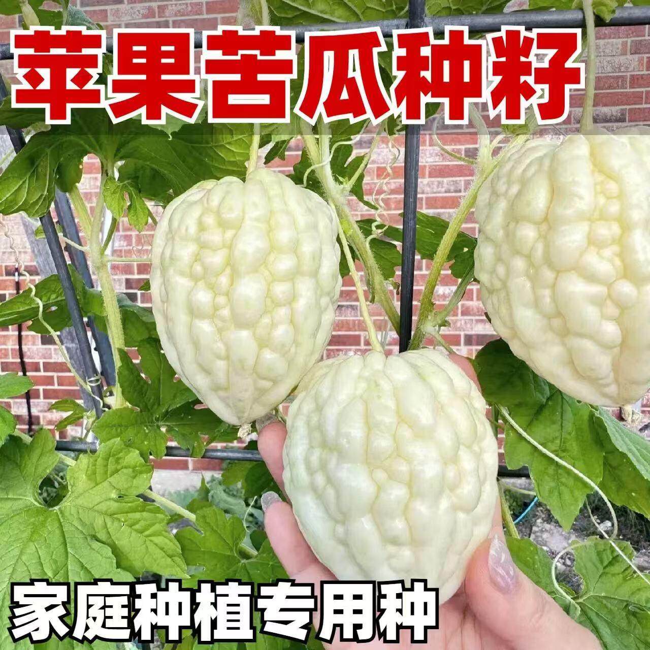 苹果苦瓜种子台湾进口脆甜可生吃