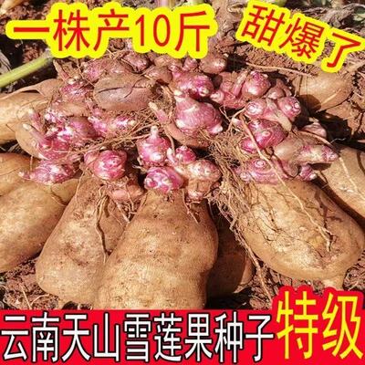 新鲜雪莲果种植苗天山雪莲
