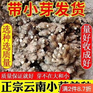 姜种正宗云南小黄姜种子农家老姜生姜姜带姜苗姜芽种苗生姜种子