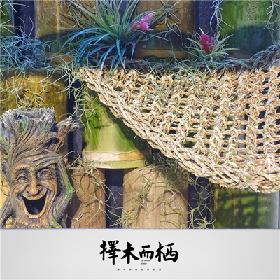 寄居蟹攀爬躲避海草灰白里拉日本