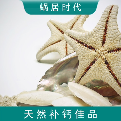 馒头海星  寄居蟹天然补钙佳品  造景装饰  补充钙质及微量元素