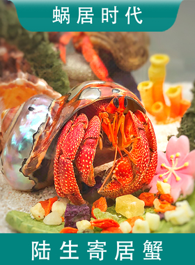 陆养灰白草莓寄居蟹西伯利斯深紫里拉lila短腕宠物活体螃蟹观赏蟹