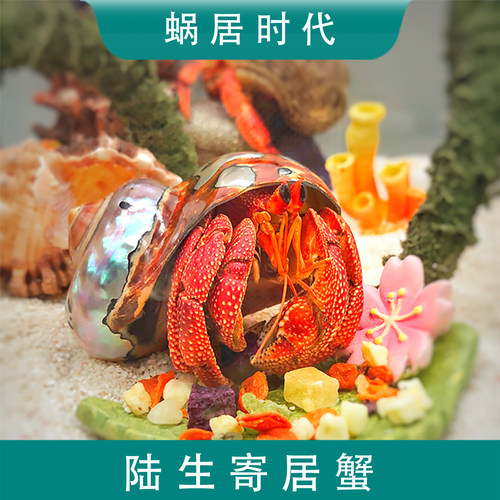 寄居蟹观赏蟹灰白草莓里拉宠物