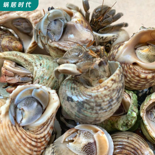 寄居蟹散批蜗居时代活体观赏蟹