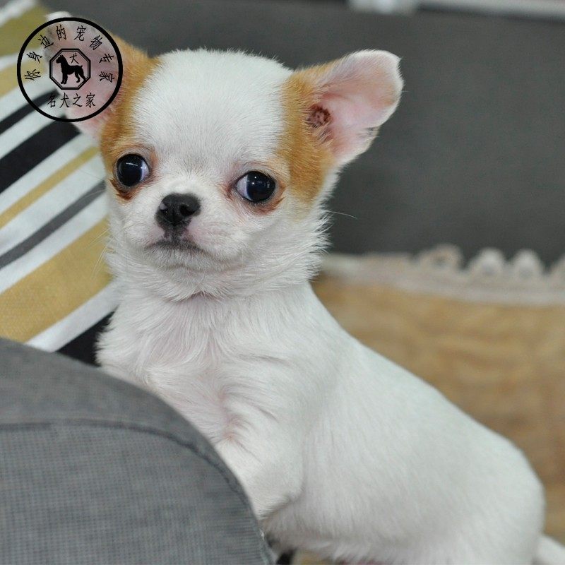 名犬之家 纯种吉娃娃幼犬苹果头大眼睛茶杯体吉娃娃活体宠物狗