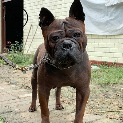 名犬之家 重庆川东猎犬借配 重庆邻水狗洞狗撵山狗打猎狩猎犬借配