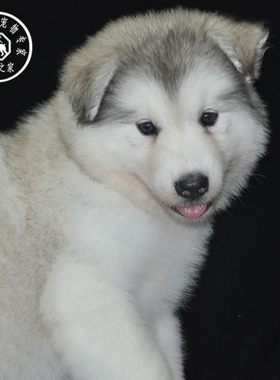 纯种大型活体阿拉斯加雪橇犬