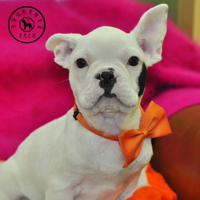 名犬之家 纯种法国斗牛犬黑白花海盗脸法斗正版法国斗牛宠物狗狗