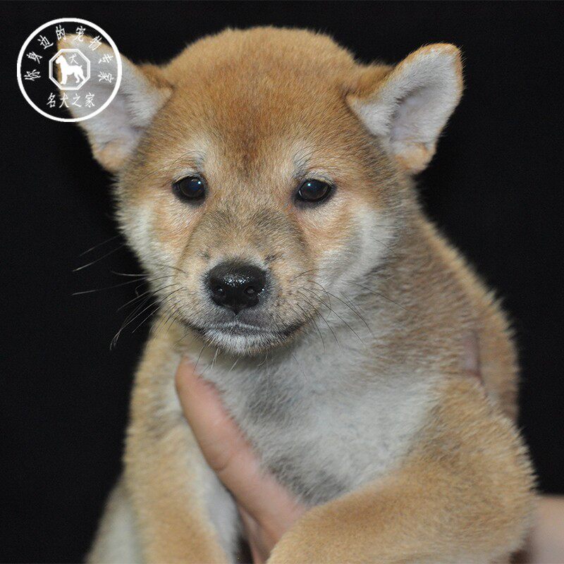 名犬之家 纯种柴犬幼犬日本活体豆柴中小型赤色黑白柴犬宠物狗狗
