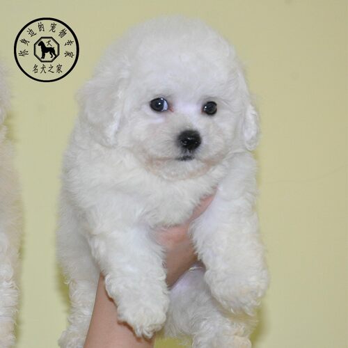 比熊犬活体白色卷毛小型宠物狗狗
