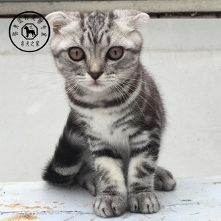 纯种美国短毛猫美短虎斑加白起司宠物猫咪活体幼崽 名犬之家