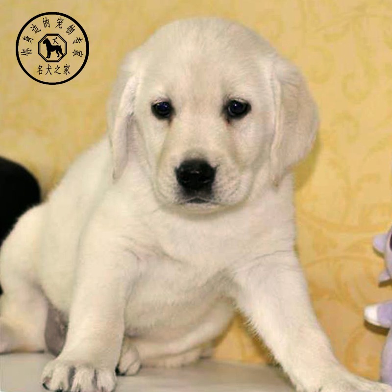 纯种活体金毛高智商拉布拉多幼犬