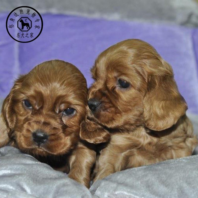 名犬之家 纯种活体英国可卡犬美国大耳朵可卡犬幼犬出售狩猎犬狗