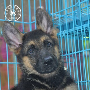 名犬之家 纯种德牧幼犬德国牧羊犬黑背狼狗锤系德牧警犬大型犬