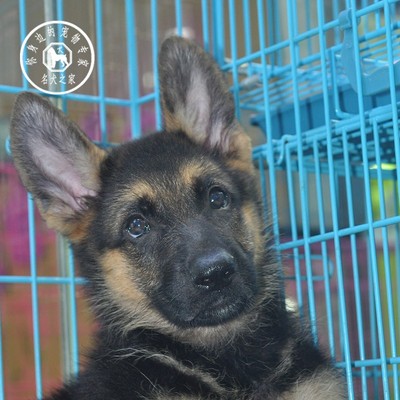 德牧纯种德国牧羊犬