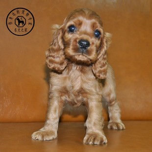 名犬之家 纯种英国可卡幼犬美国可卡犬大耳朵可卡幼犬活体宠物狗