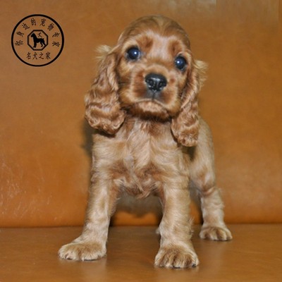 纯种美国大耳朵活体可卡犬