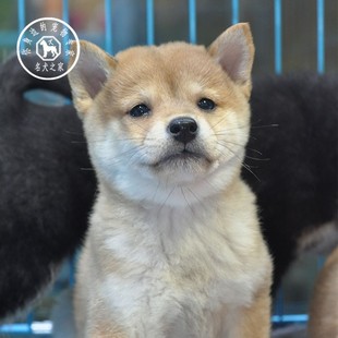 纯种日本柴犬活体宠物狗狗豆柴赤柴幼犬中小型狗狗出售 名犬之家