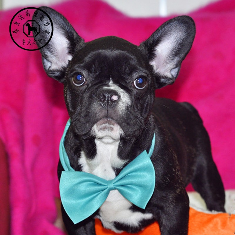 法斗纯种虎斑奶油色法国斗牛犬