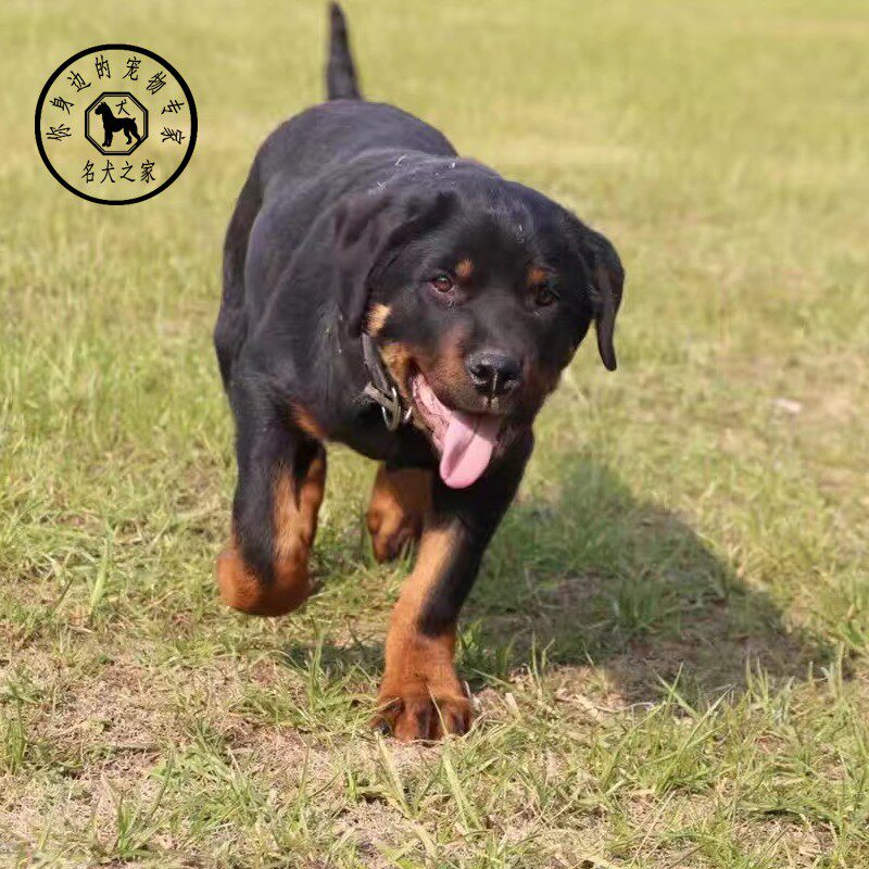 纯种活体双血统罗威纳犬图片