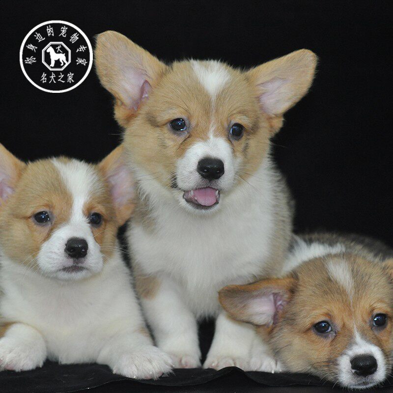 名犬之家 纯种柯基幼犬短腿小型柯基犬幼犬双色威尔士宠物狗活体