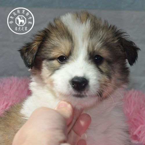 纯种活体英国苏格兰牧羊犬