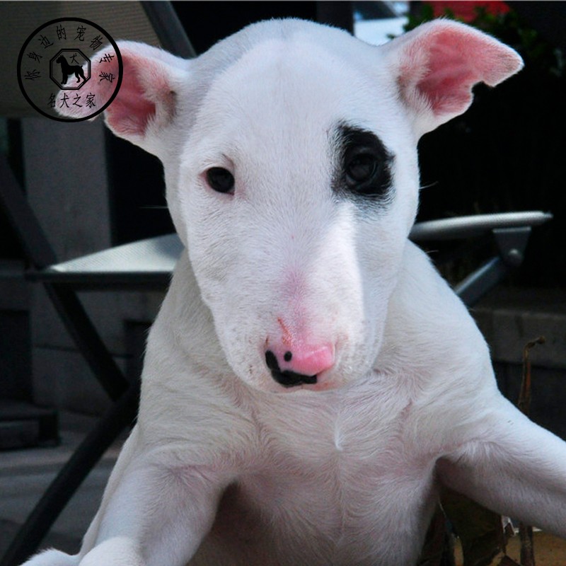 之家活体纯种牛头梗海盗眼名犬