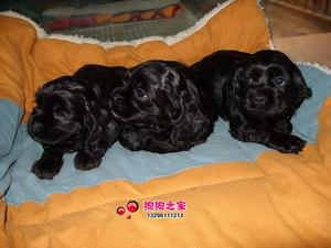 重庆狗狗之家宠物店名犬舍纯种英国可卡犬黑色可卡犬巧克力色可卡