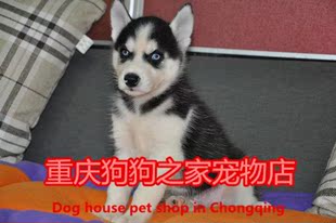 重庆狗狗之家宠物店名犬舍纯种双蓝眼三把火哈士奇幼犬出售实体店