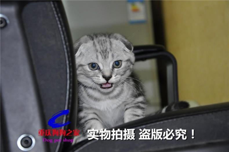 重庆狗狗之家宠物店名猫繁殖基地纯种加菲猫折耳猫蓝猫异国短毛猫