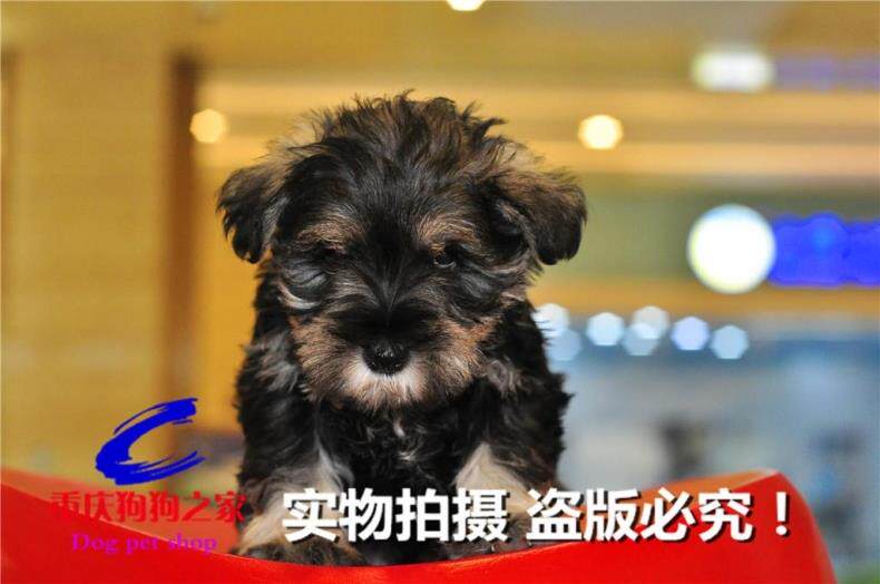 重庆狗狗之家宠物店十年老店名犬繁殖基地出售纯种迷你雪拉瑞幼犬