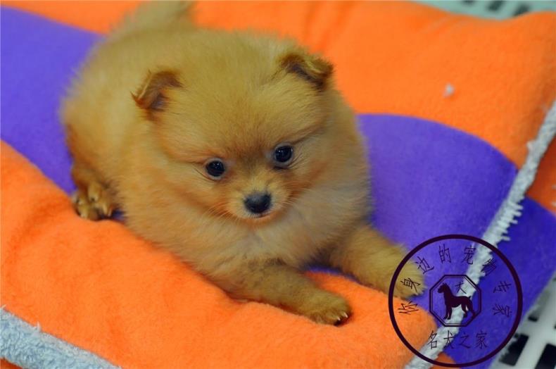 重庆狗狗之家宠物店出售纯种哈多利球体博美俊介犬茶杯三斤的狗狗图片