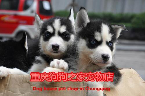 重庆宠物店出售蓝眼睛哈士奇幼犬