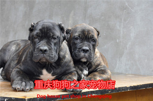 重庆狗狗之家宠物店名犬舍十年品牌老店出售纯种卡斯罗幼犬护卫犬