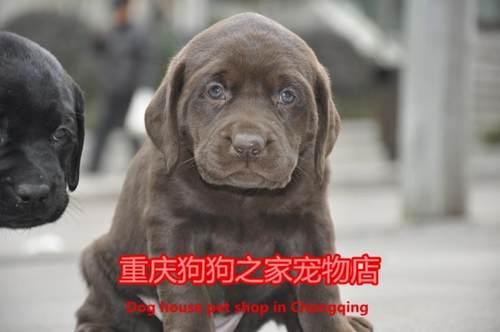 重庆宠物店咖啡色拉布拉多幼犬