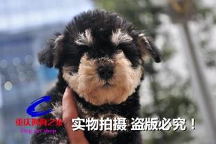 重庆狗狗之家宠物店名犬舍纯种迷你雪拉瑞幼犬白胡子老头狗出售