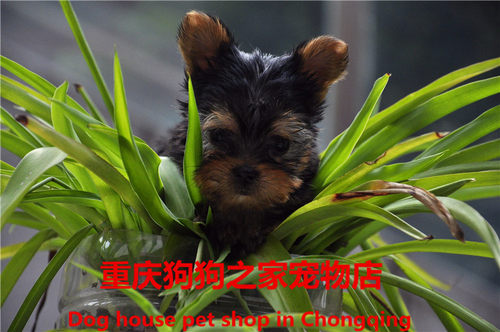 重庆宠物店约克夏金头银背茶杯犬