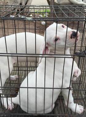 重庆狗狗之家名犬之家长期出售打猎犬杜高比特比格川东猎犬下司犬