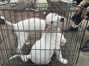 重庆狗狗之家名犬之家长期出售打猎犬杜高比特比格川东猎犬下司犬