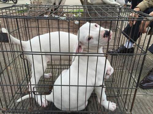 重庆狗狗之家名犬之家长期出售打猎犬杜高比特比格川东猎犬下司犬
